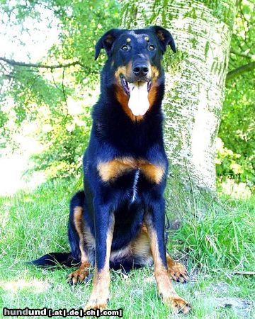 Beauceron, Berger De Beauce, Bas Rouge Foto 26135 - Hundund.de